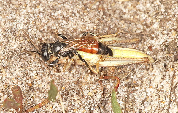 Bộ sưu tập Côn trùng - Page 65 Tachysphex-pompiliformis-with-prey