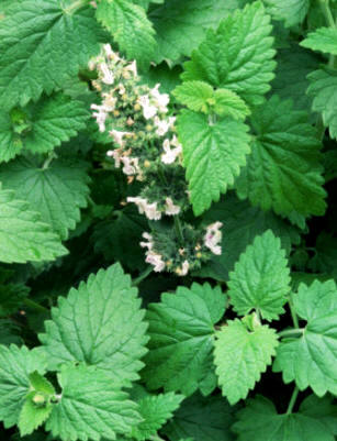 Hierbas medicinales para dejar de fumar. Med_nebeda