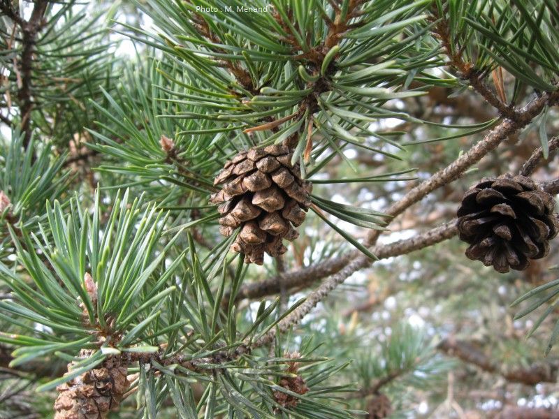   ANTIDOTE naturel  de la protéine SPIKE et de l'ARNm  ( Réduire la toxicité des "vaccins" covid ) Pinus_sylvestris_bis_