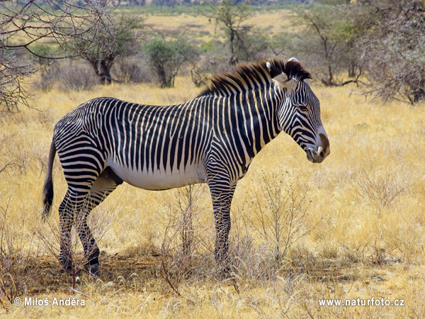 Slikovit rečnik - azbuka - Page 7 Grevijeva-zebra-63x_grev1