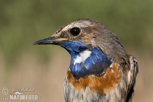 ORNITOLOŠKI KUTAK - Page 5 Bluethroat-68234