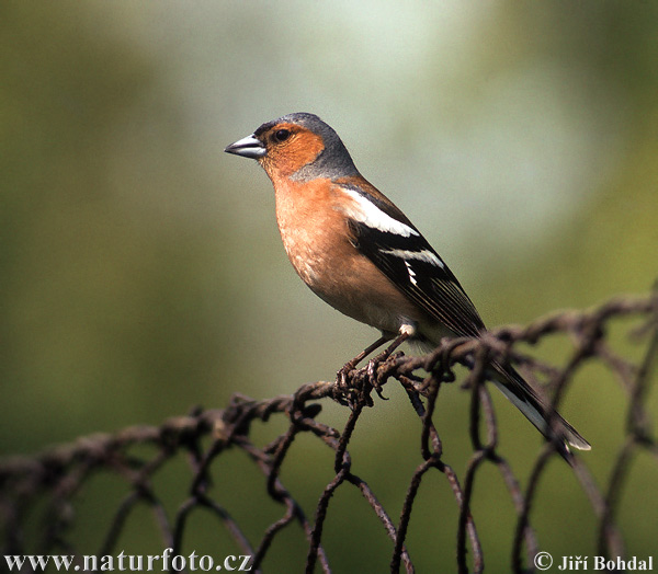 O Tentilhâo Ancestral  Fringilla-coelebs-2556