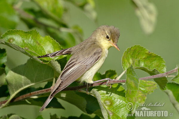 Passeriforme Icterine-warbler-26757