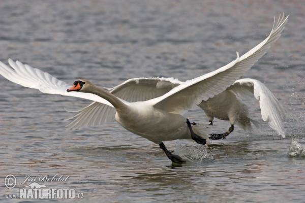 شوفو ما اروعهم Mute-swan-21051