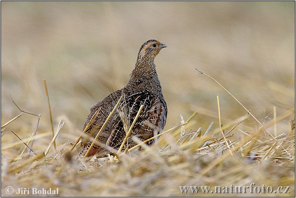 chasse a la perdrix Perdix-perdix-15215