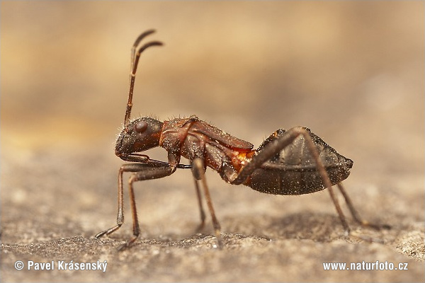 Insekti - Page 2 Ant-bug-1818