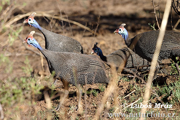 الطيــــــــــــور  - صفحة 10 Helmeted-guineafowl-05a15026