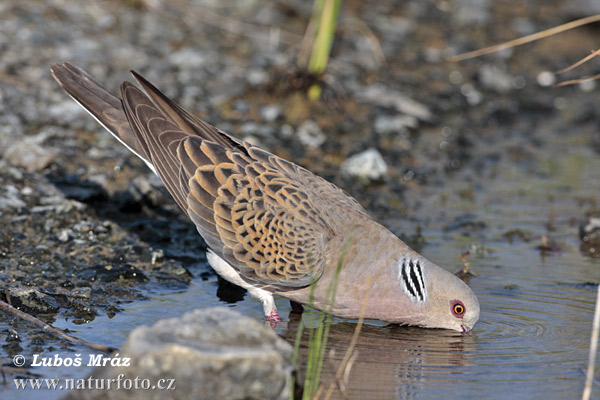 Divja grlica (Streptopelia turtur) Streptopelia-turtur-08c648