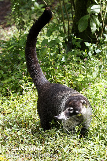 حيوآن القوطي White-nosed-coati-07D652