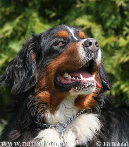 Bernski planšarski pes Bernese-mountain-dog-22207