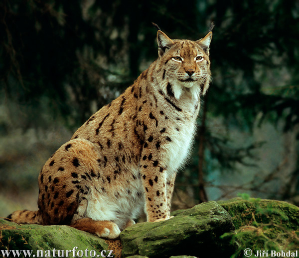 espécie de lince  Lynx-lynx-3162