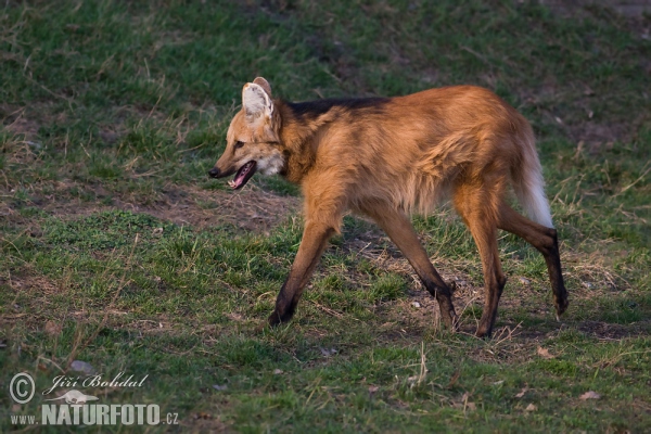 Back to the Beginning (open) Maned-wolf-81496