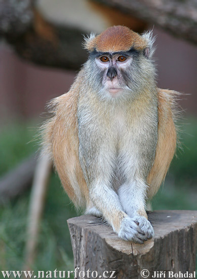 اغرب شيء قرد النسناس Patas-monkey-30674