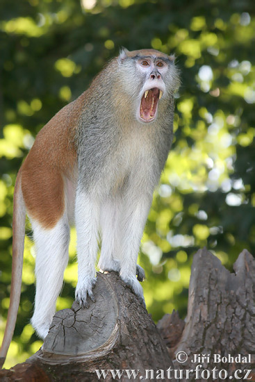 اغرب شيء قرد النسناس Patas-monkey-30679