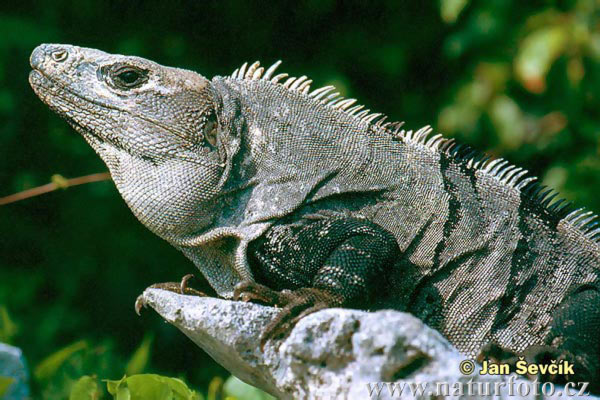 IGUANE NOIR - Ctensoaura Similis Black-iguana--ctenosaura-similis-2