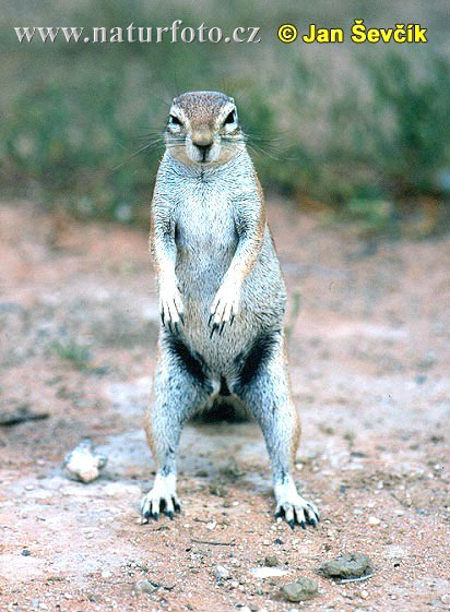 Animaux par ordre alphabetique - Page 3 Cape-ground-squirrel--xerus-inauris