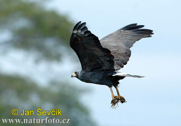  Mangrove-black--hawk--buteogallus-anthracinus