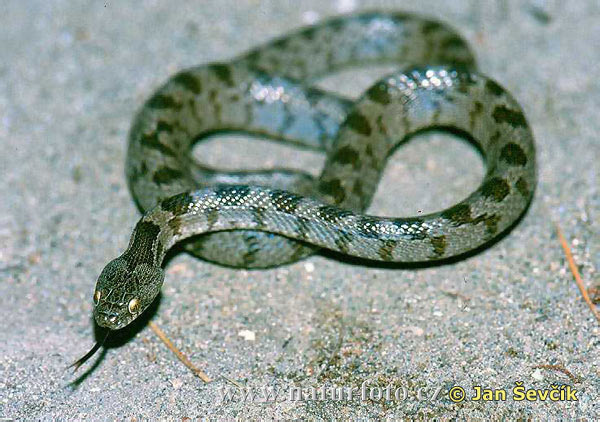 seng seneng ulo Mediterranean-cat-snake--telescopus-falax