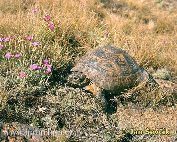 Listado de alguna tortugas terrestres. Mediterranean-spur-thighed-tortois--testudo-graeca-3