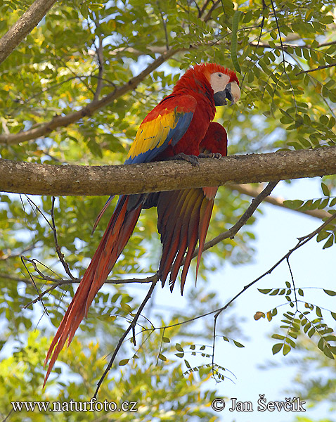 Apie Arą Scarlet-macaw--ara-6