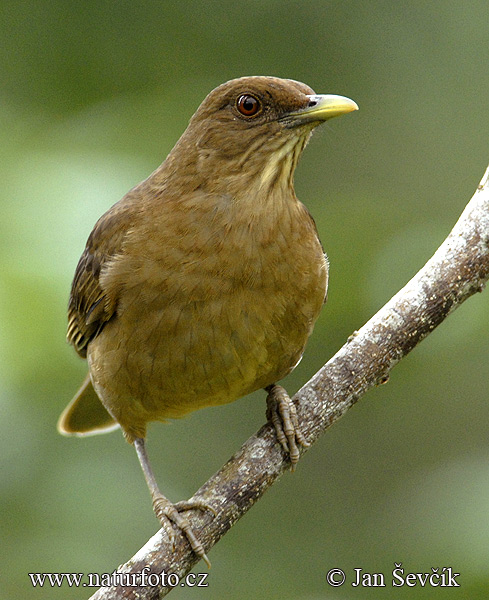 Las aves Canoras y de ornato en México Turdus-grayi--turdus-grayi