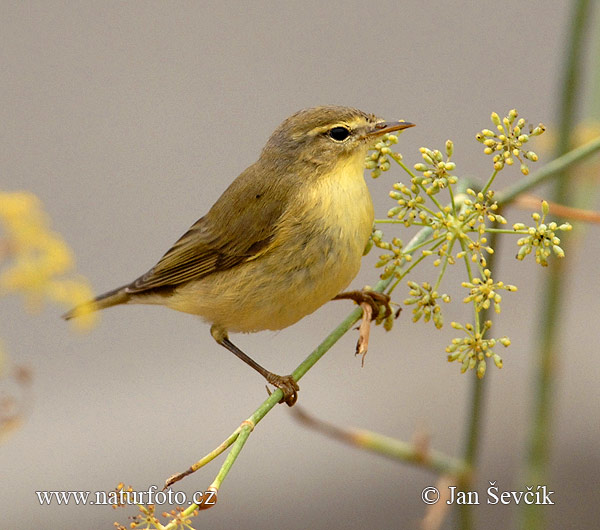 ZAŠTIĆENE VRSTE PTICA U SRBIJI Willow-warbler--b_vetsi