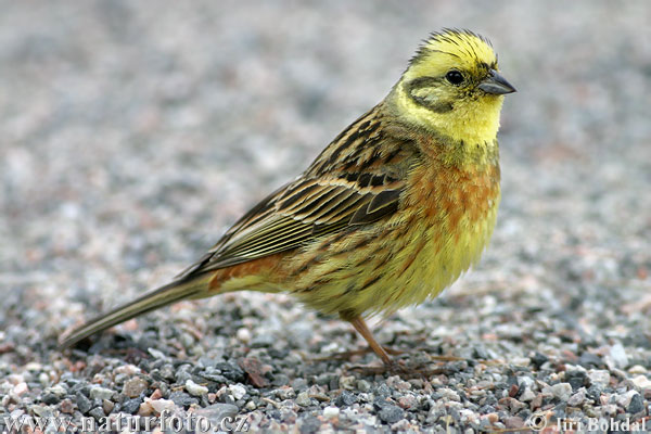 Pine Bunting (Ak başlı kiraz kuşu) Yellowhammer-0946