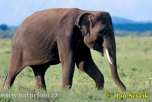 معلومات عامة Asian-elephant--elephas-maximus-1