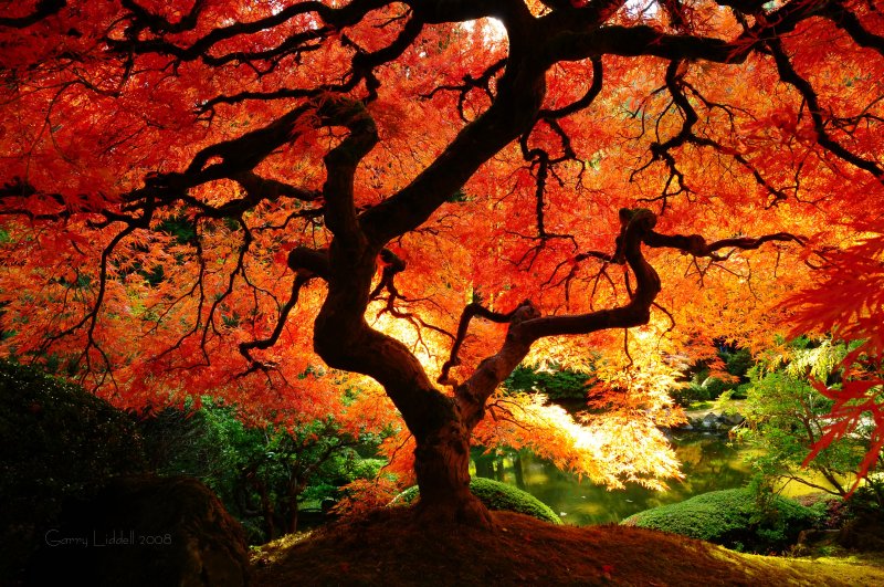 Hinh nền cho desktop Japanese_maple_in_fall_color_800w