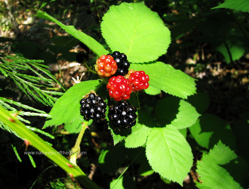 دائما مع الطبيعة الخلابة Wild_blackberries_800w