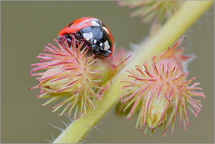 Coccinelle... Coccinelle_tige