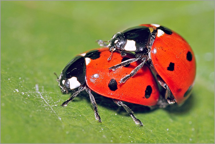 Flood Coccinelles_accouplement_feuille