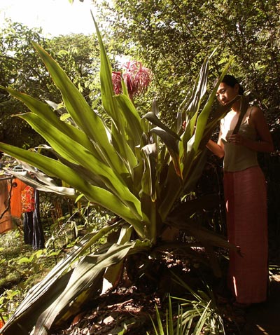 Vos plantes, fleurs, jardin !  - Page 19 Crinum_amabile_size