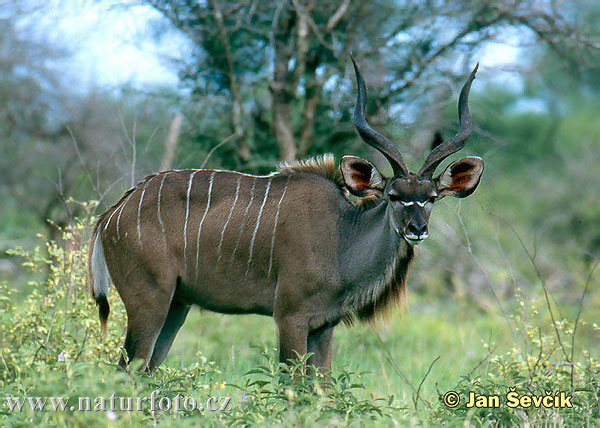 Bilder Grosser-kudu--tragelaphus-strepsiceros