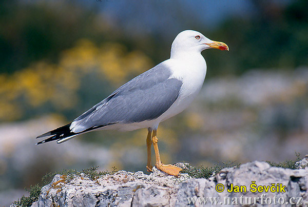 BilderKrieg Vogel--larus-cachinnans