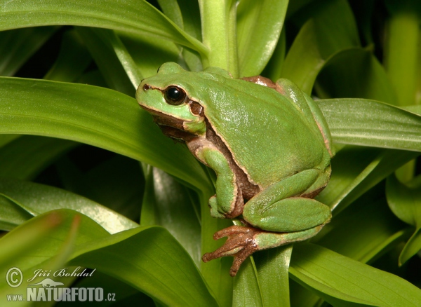 Grenouilles taureaux Rosnicka-zelena-9282