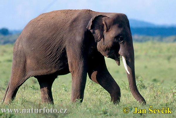 Trazim sliku Slon-indicky--elephas-maximus-1