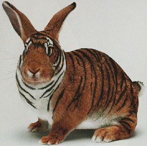 le beau lapin Rabtiger