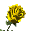 une rose pour dire ... Yellowroseanim