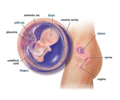 مراحل تطور الجنين بالصور وحسب الأسابيع Index%287%29
