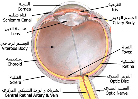 جولة داخل جسمك لتعرف أسراره 660