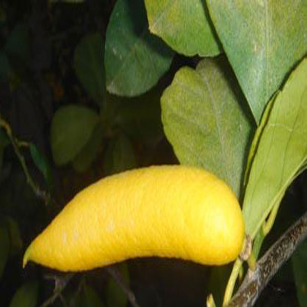 أجمل و أغرب أنواع الليمون (صور) 5lemon