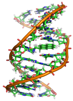   1175154850250px-benzopyrene_dna_adduct_1jdg