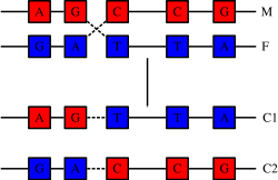   Recombination