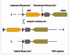 The genetics of the Rhesus blood group system Blt5_2p050f3