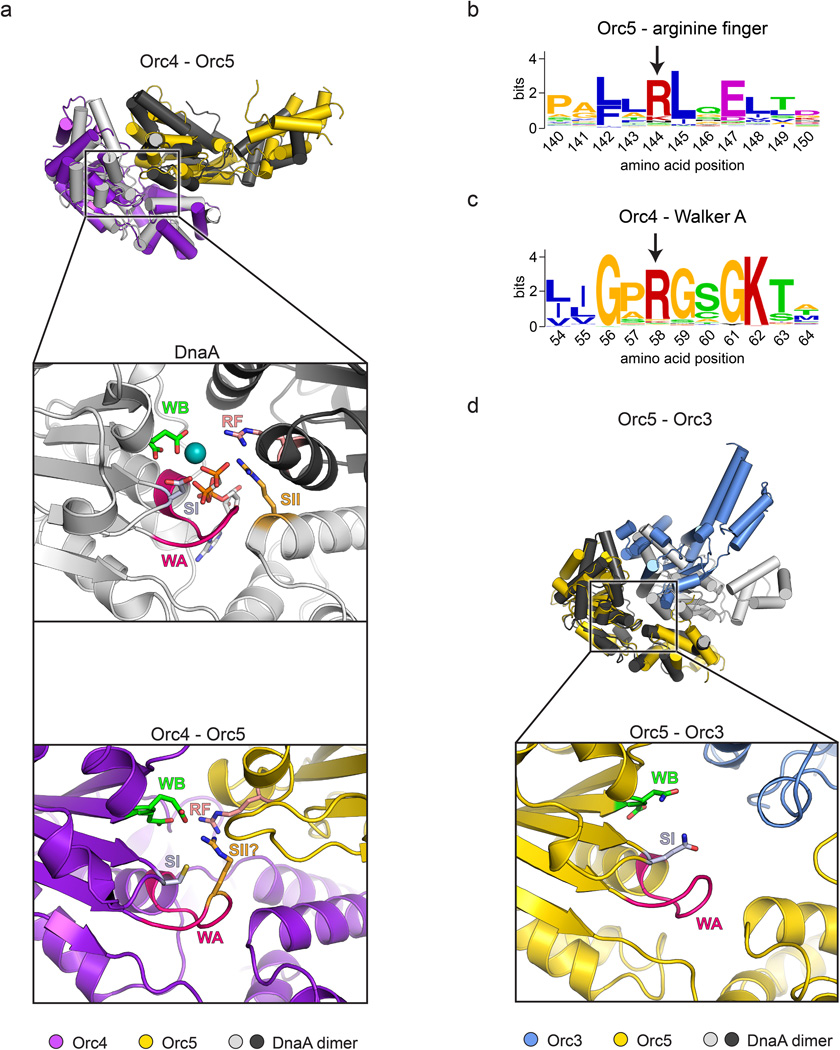 DNA replication of eukaryotes  Nihms656779f11