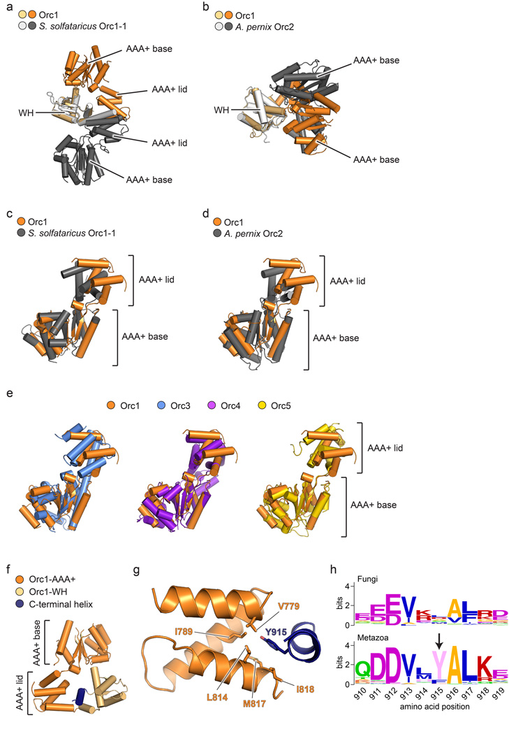 DNA replication of eukaryotes  Nihms656779f12