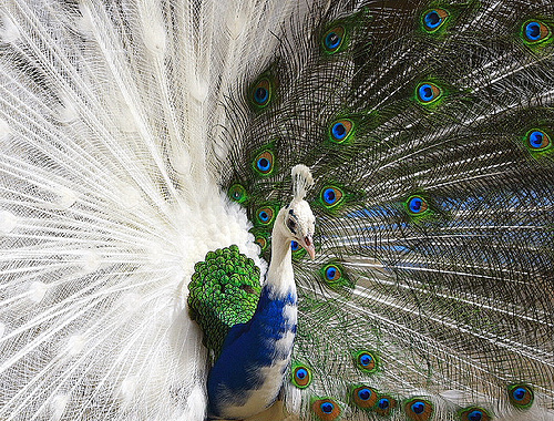 أجمل طاووس White-blue-peacock