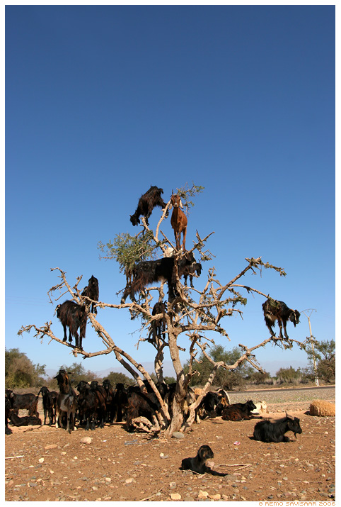   Tree-goat-1