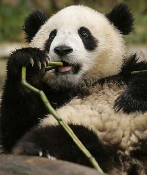 معلومات عن دب الباندا ... 101106panda_narrowweb__300x3570